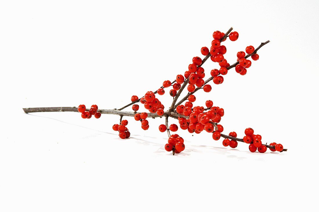 Sprig of red winter berries