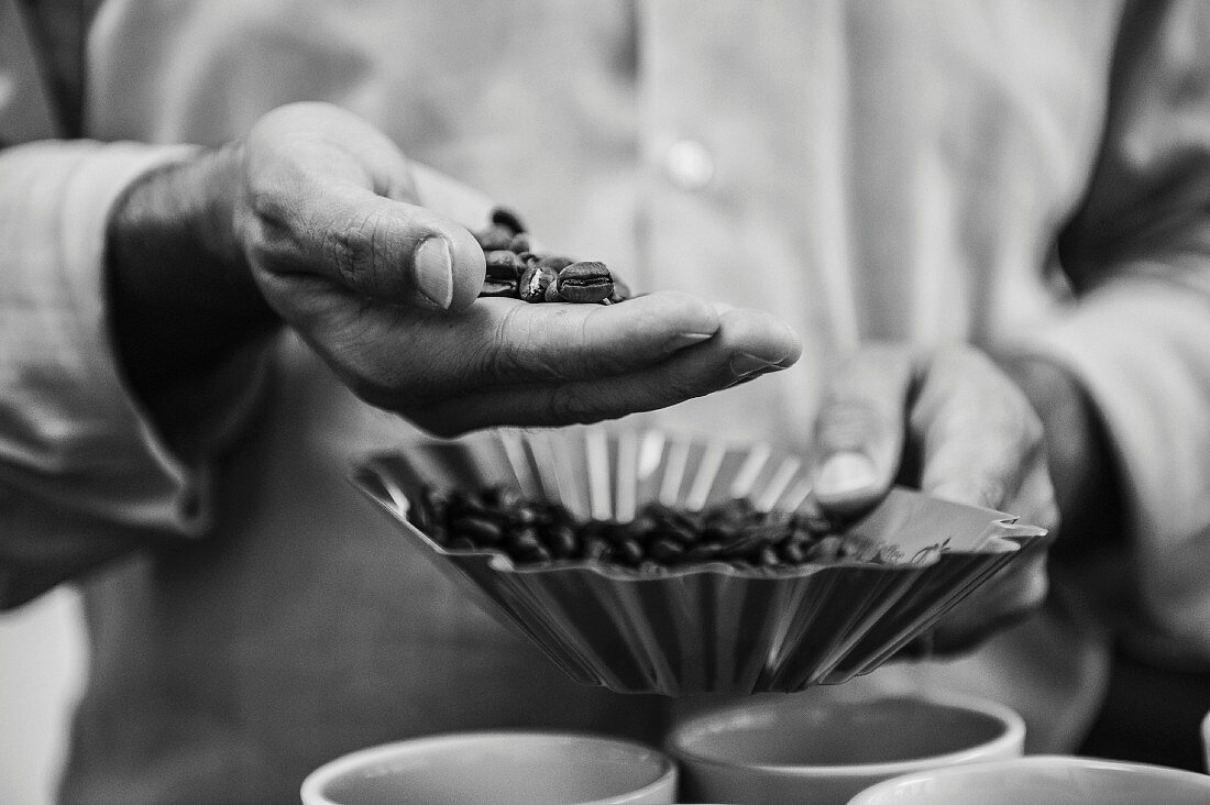 Kaffeeverkoster beim Prüfen von Kaffeebohnen (s-w-Aufnahme)