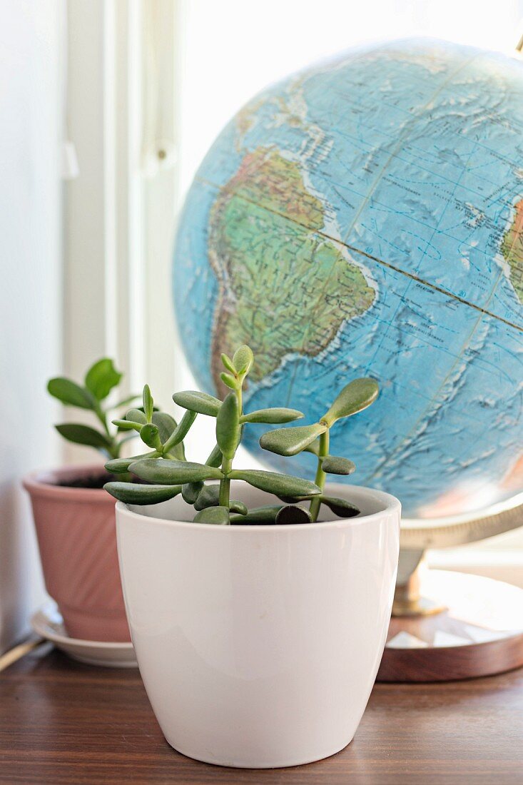 Jade tree in white pot in front of globe