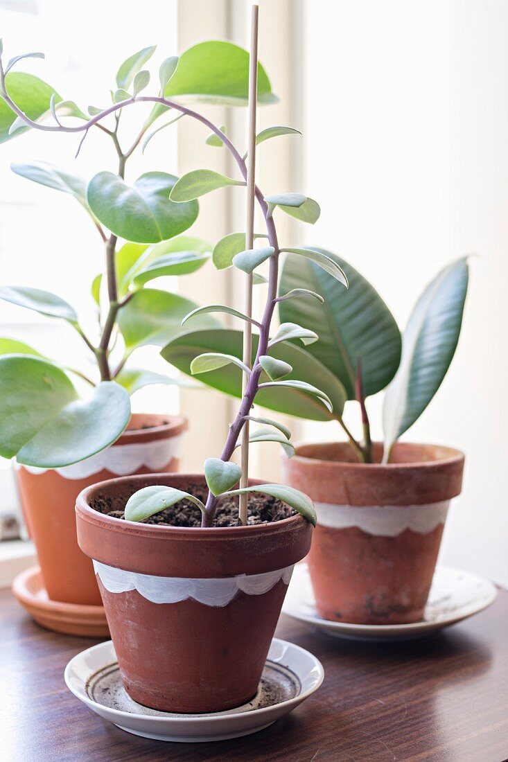 Houseplants in painted terracotta pots