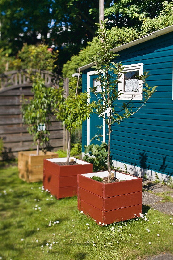 Trees planted in wooden planters in garden