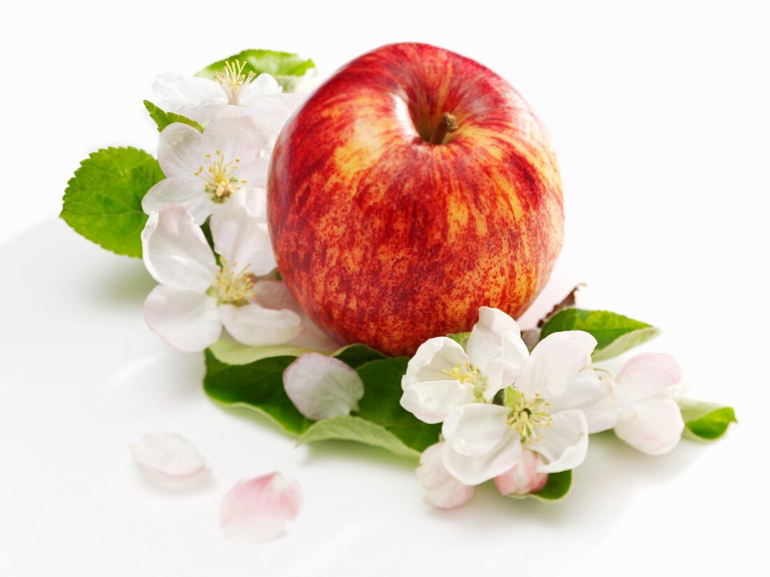 An apple, apple blossom and apple leaves