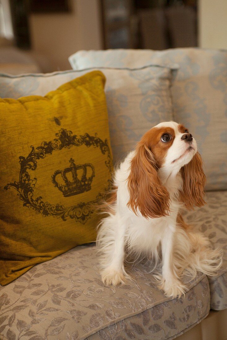 Small dog sitting in front of scatter cushion on sofa