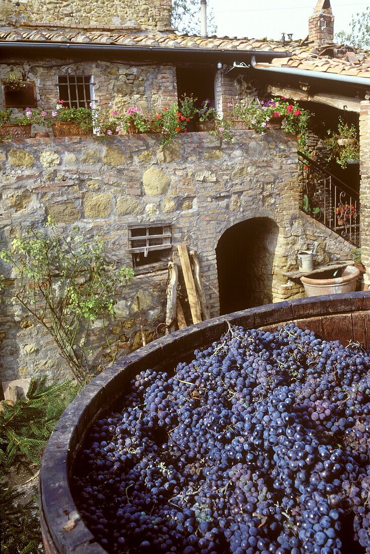 Bottich mit Sangiovese-Trauben im Hof eines Chianti-Gutes