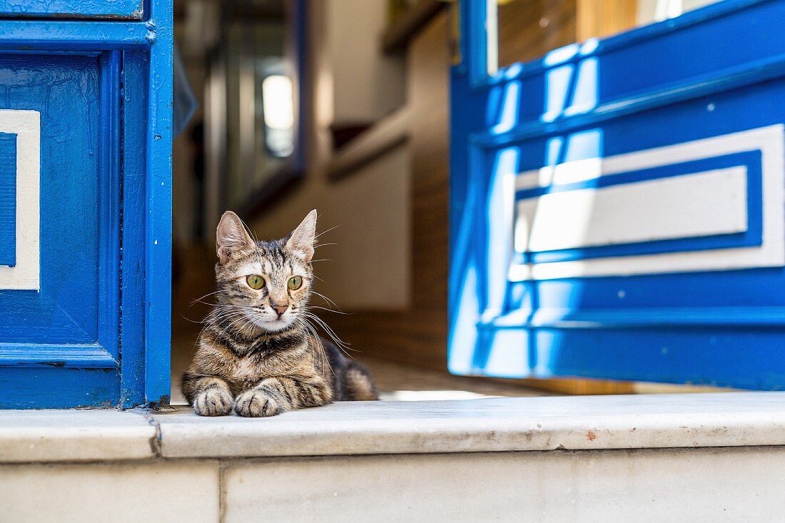 Cat in house doorway, Istanbul, Turkey