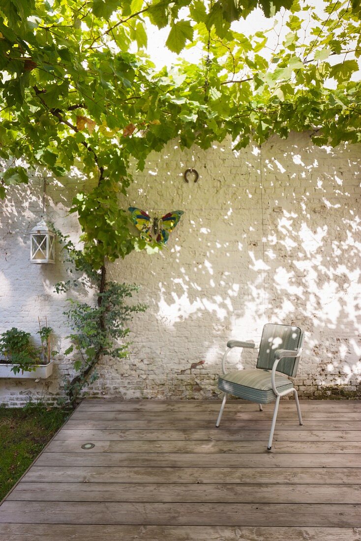 Old chair on terrace under grape vine growing over pergola