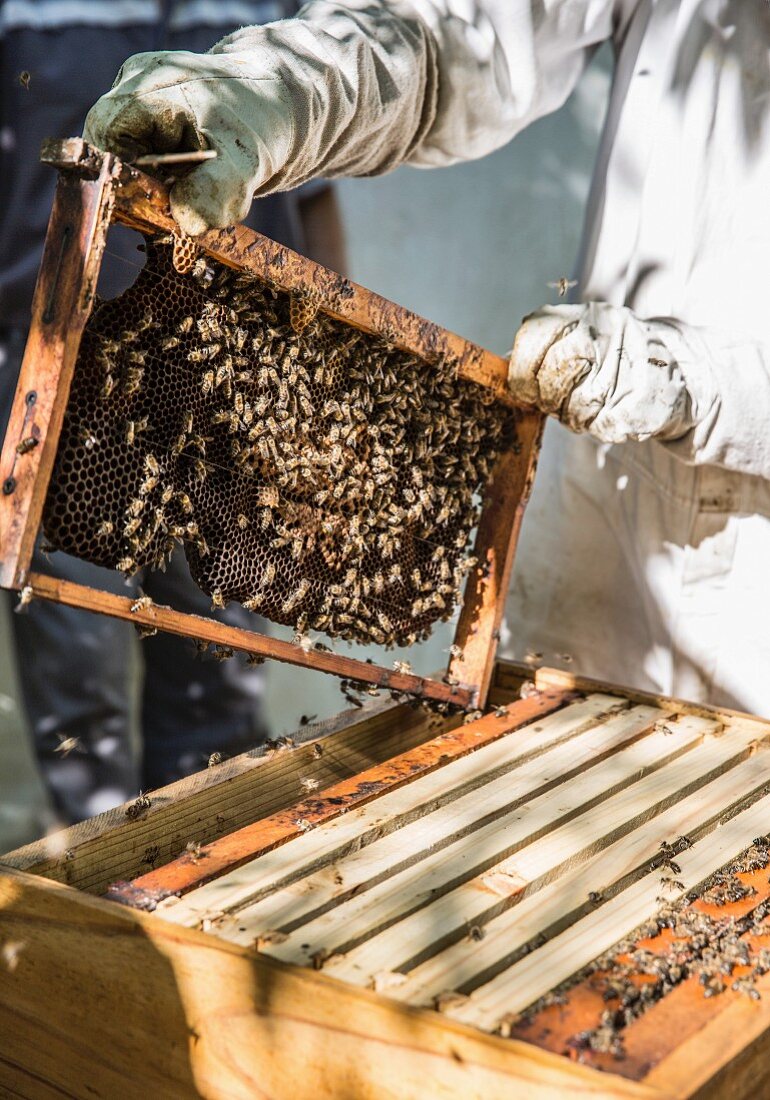Imker in Schutzkleidung mit Bienenwabe am Bienenstock