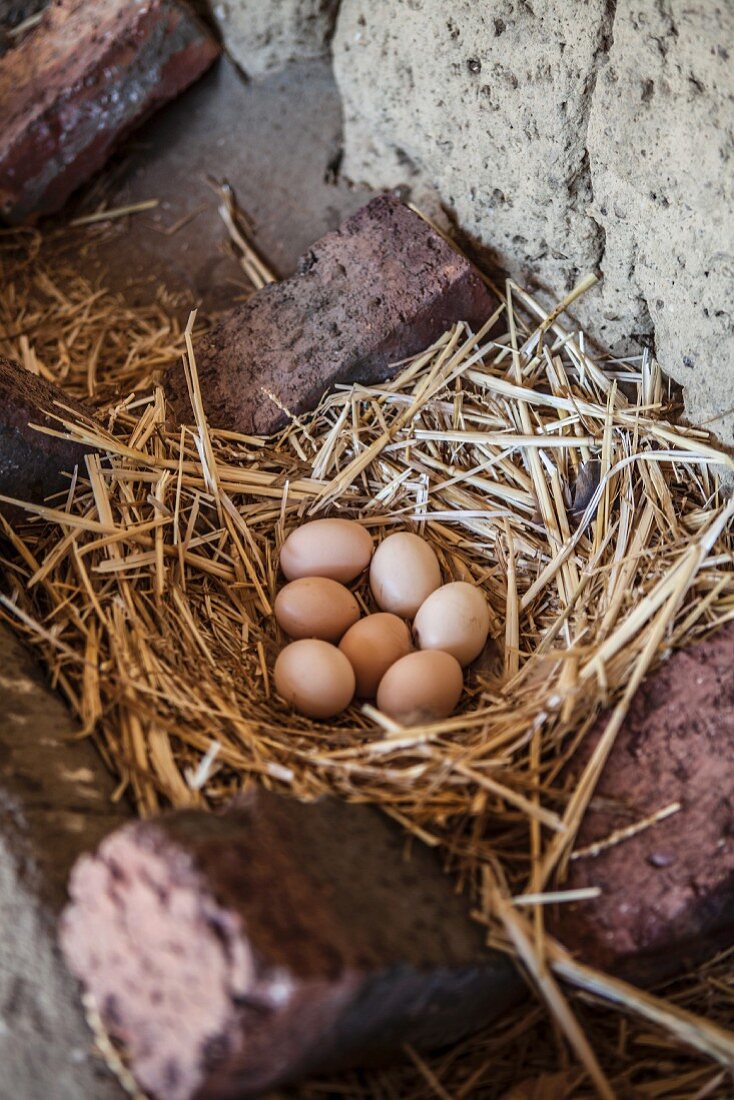 Brown chickens eggs in a straw nest in a stall
