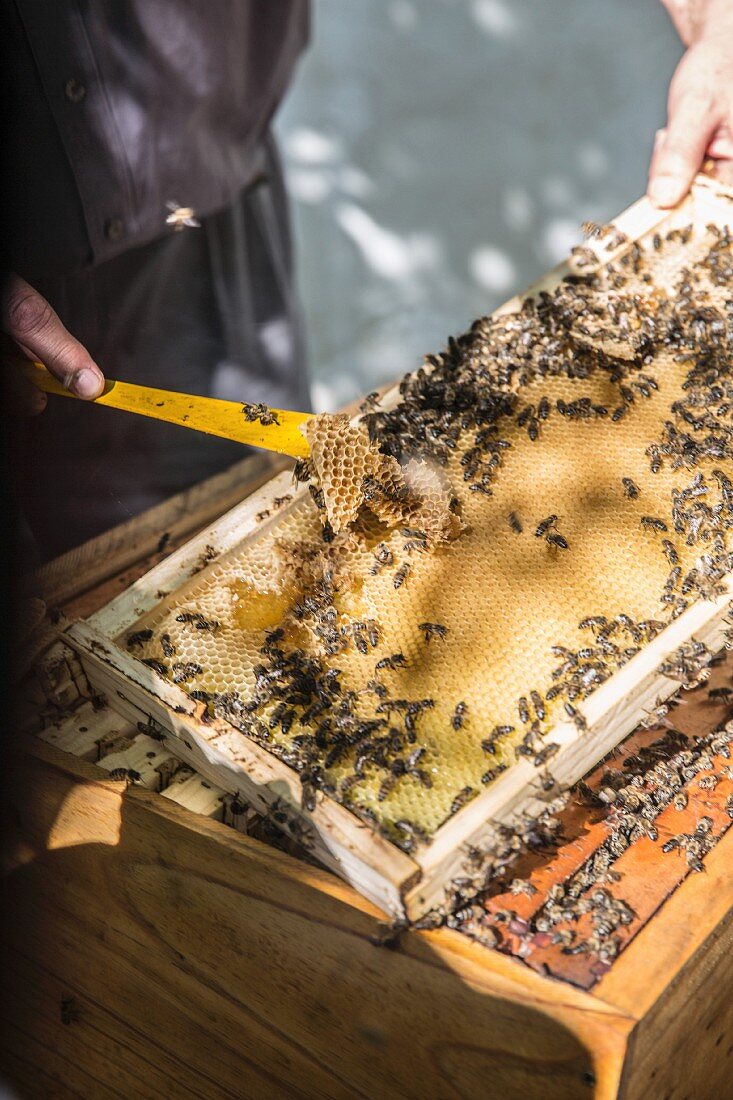 Imker bearbeiteit Bienenwaben