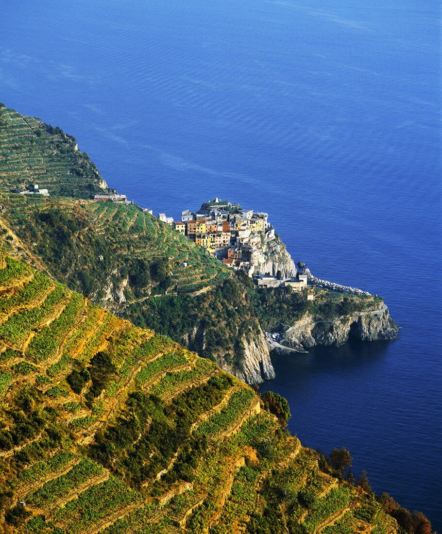 Terassen-Weinbau bei Manarola in Cinqueterre,Ligurien,Italien
