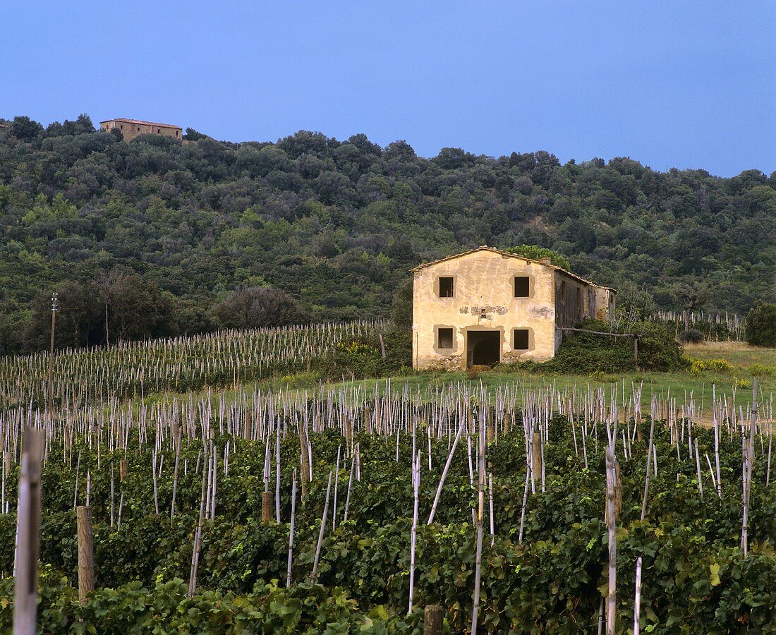 Merlot-Weinberg der Tenuta Ornellaia, Bolgheri, Toskana