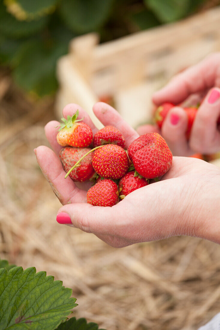 Frau hält frisch gepflückte Erdbeeren in den Händen