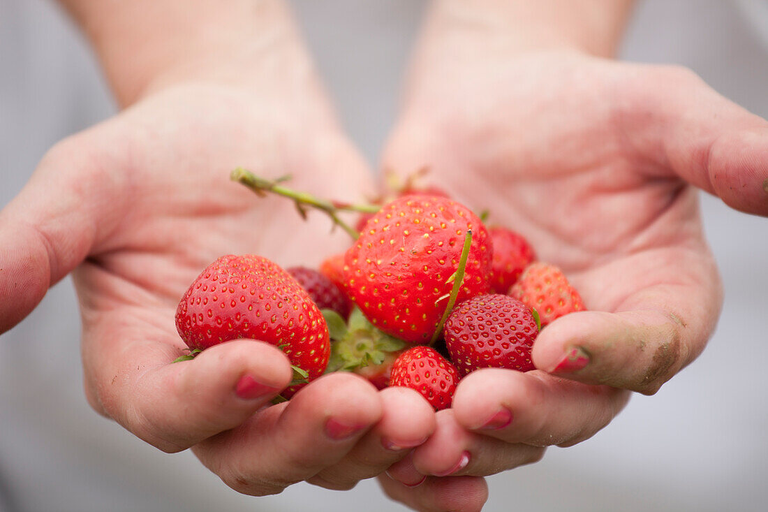Frau hält frisch gepflückte Erdbeeren in den Händen