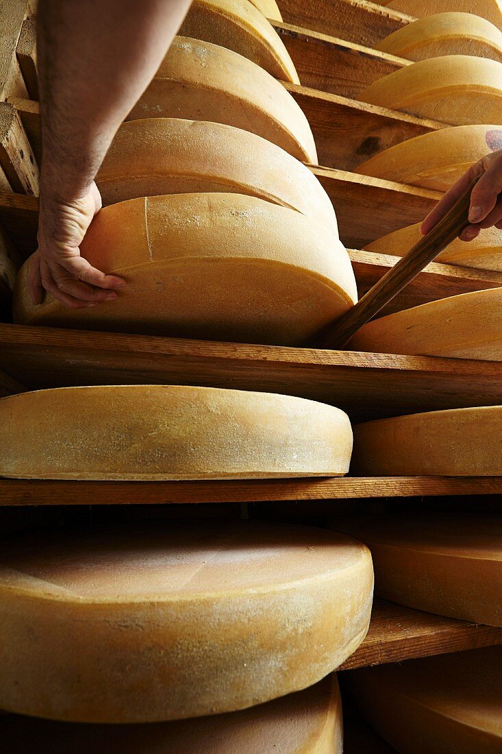 Reifender Bergkäse auf einer Almsennerei in Tirol