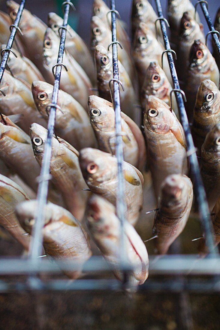 Fische vorbereitet zum Räuchern, Yverdon-les-Bains am Neuenburger See, Schweiz