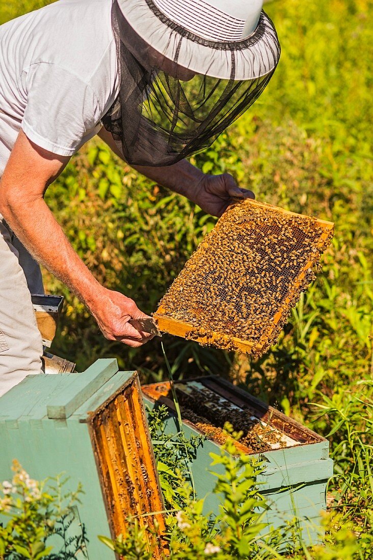 A beekeeper removing a honeycomb from a beehive