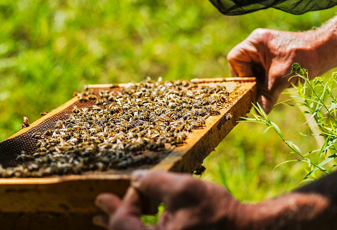 Imker hält Wabenrahmen aus dem Bienenstock