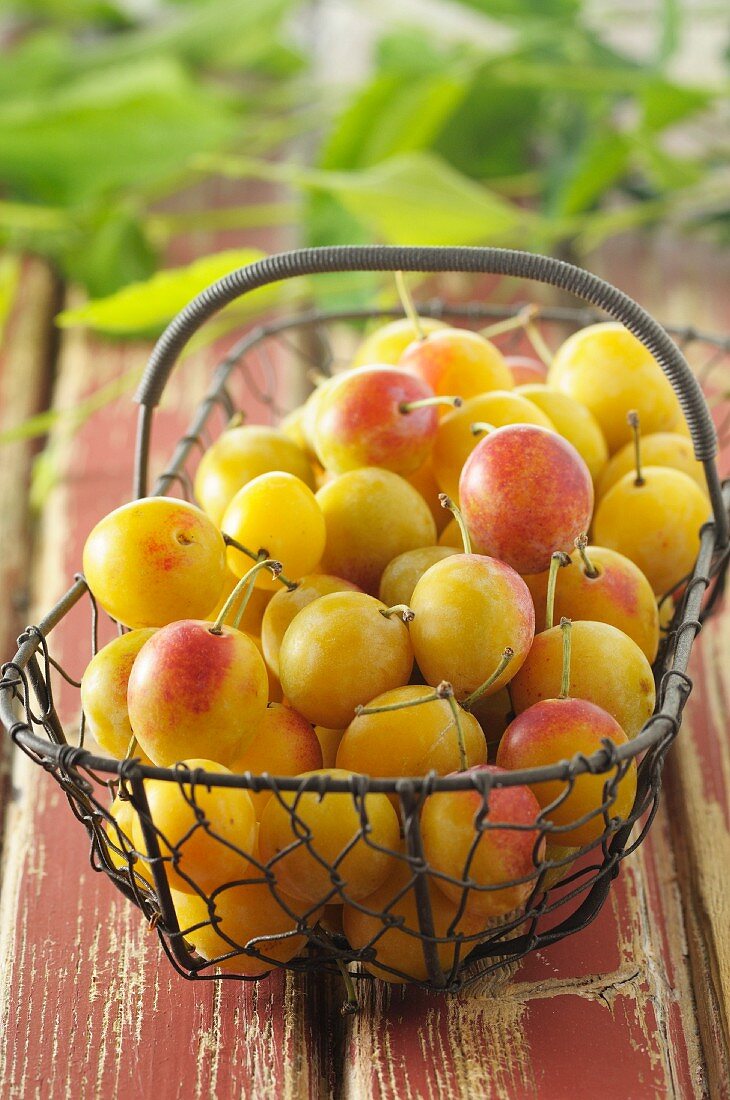 Yellow plums in a wire basket