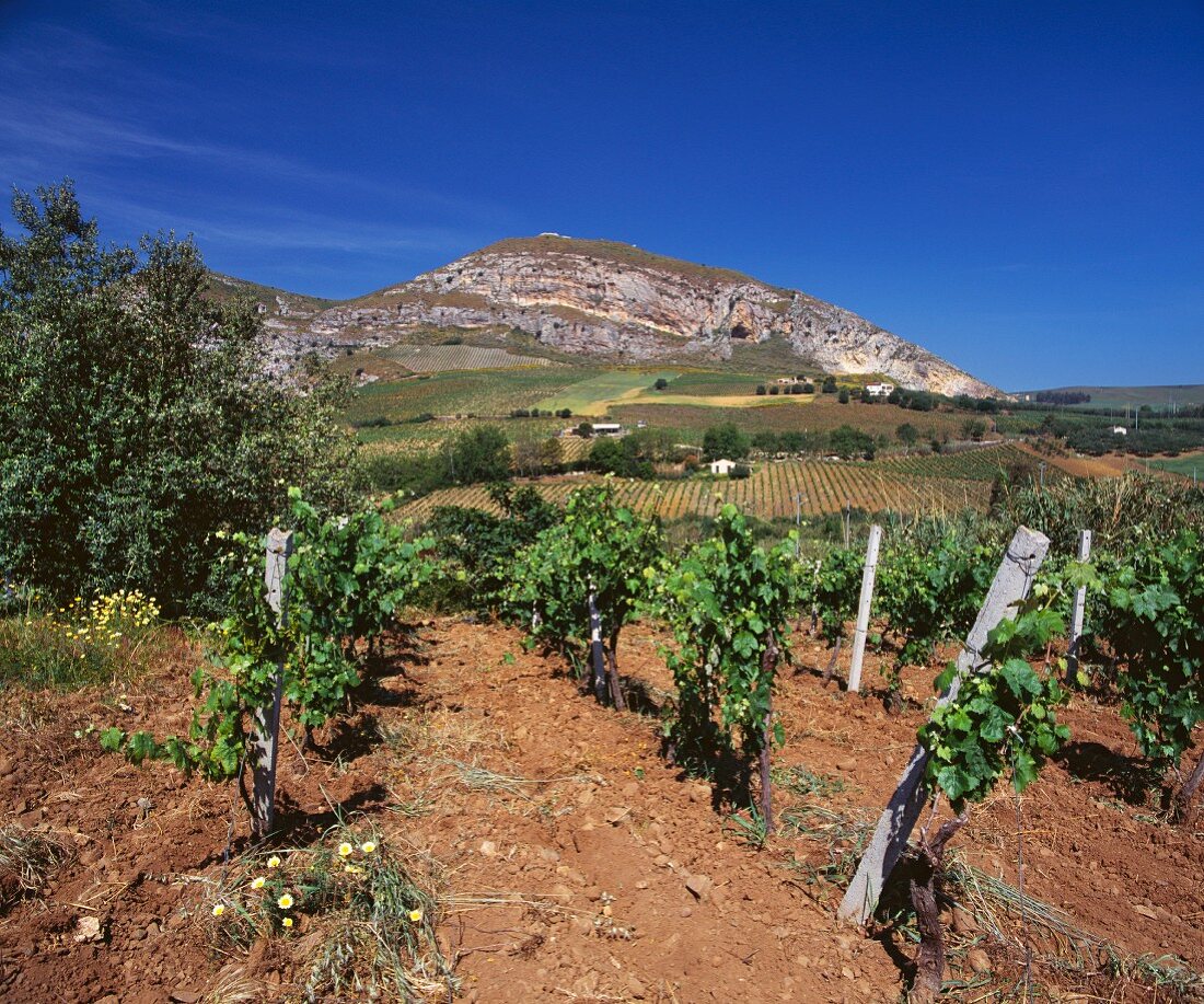 Die Reben bei Alcamo bringen leichte Weißweine (Sizilien)