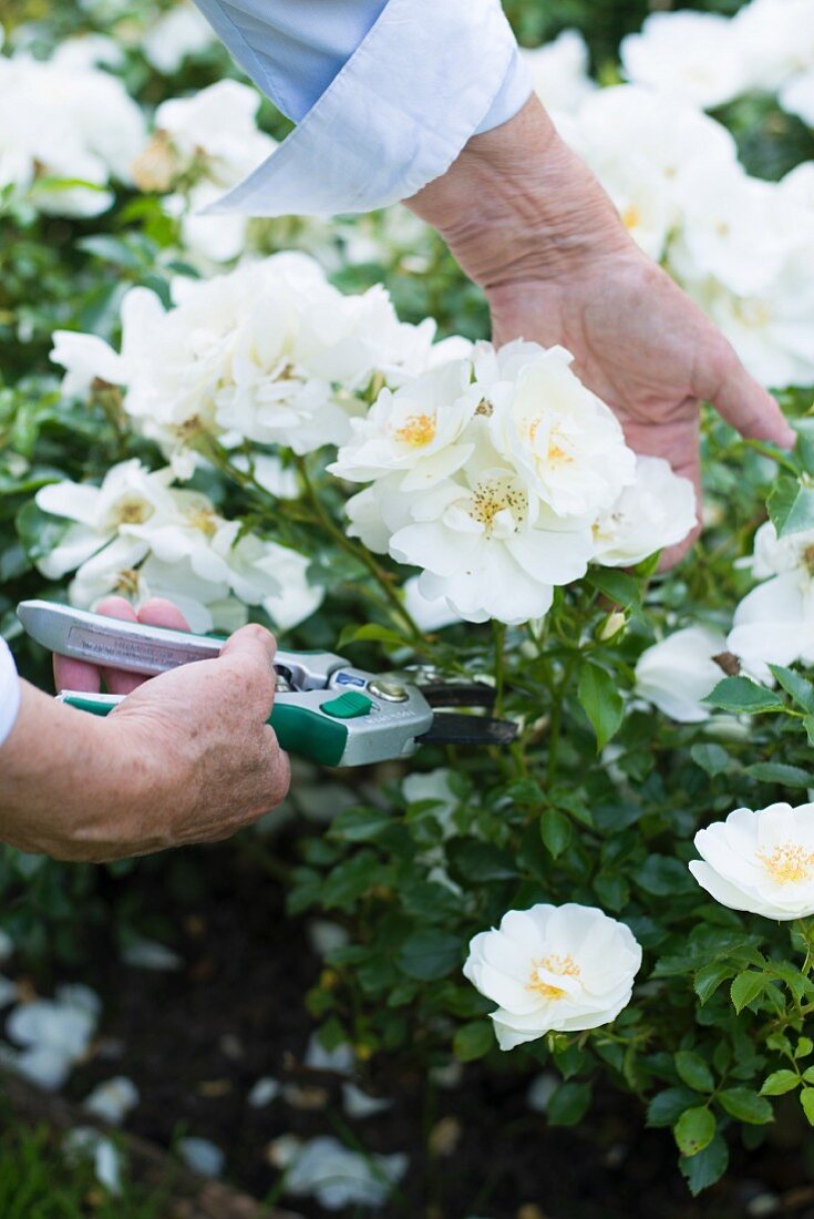 Frau schneidet weiße Rosen im Garten