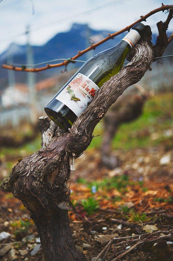 A wine bottle on a vine stump, Lake Geneva, Switzerland