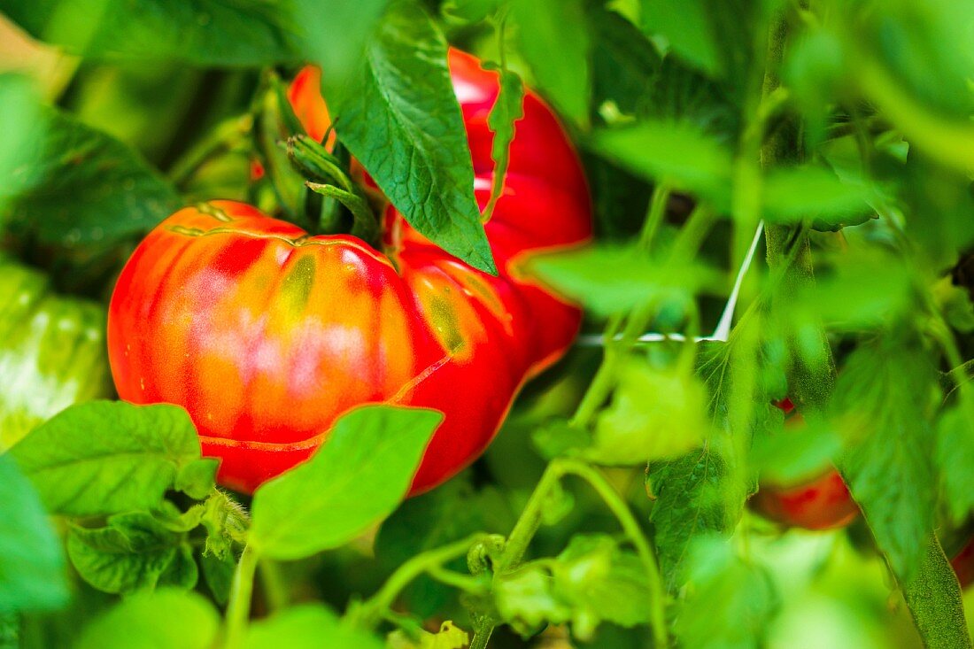 Beefsteak tomato on the plant