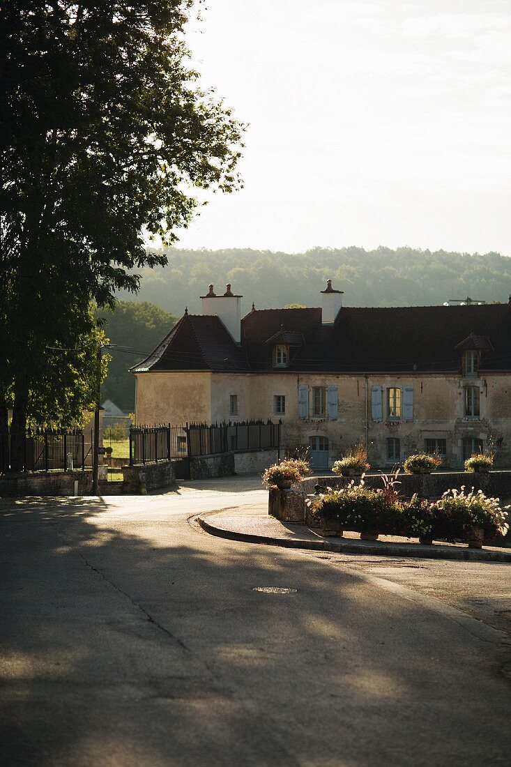 A vineyard in Champagne, France