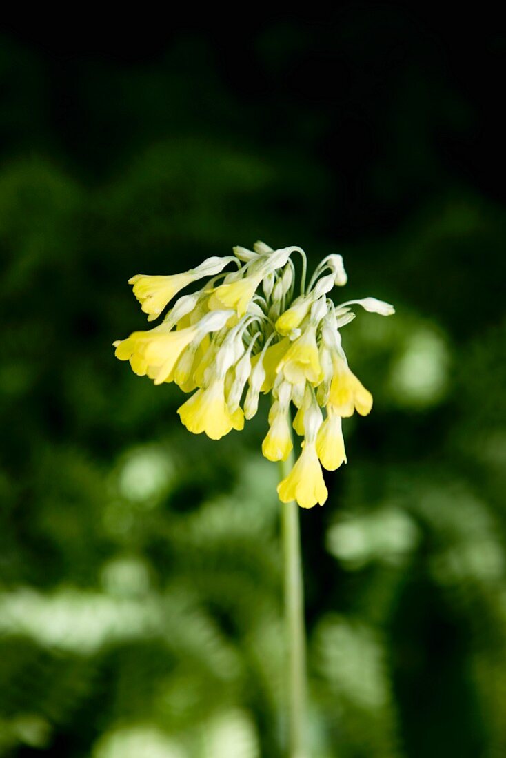 Flowering yellow giant cowslip in garden