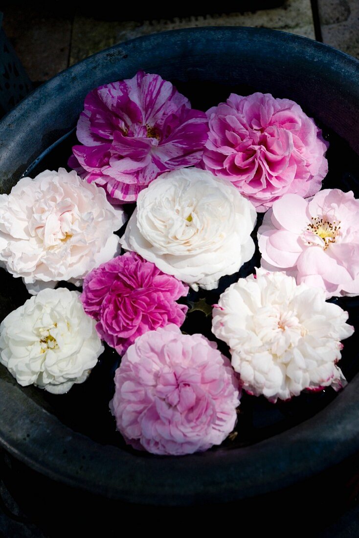 Pink and white roses floating in plant pot