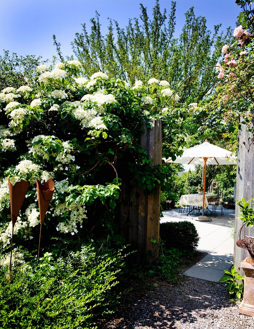 Blühende Kletterhortensie am Gartenzaun, Blick auf Sitzplatz im Hintergrund unter Sonnenschirm