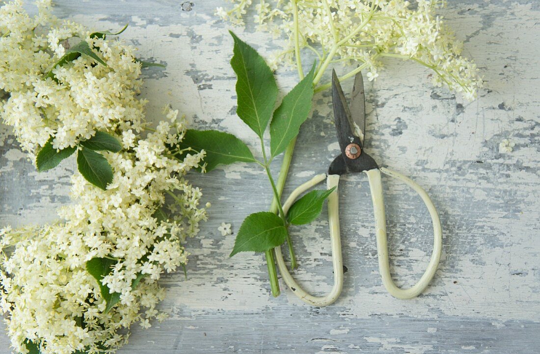 Elderflowers and scissors for making an elder wreath