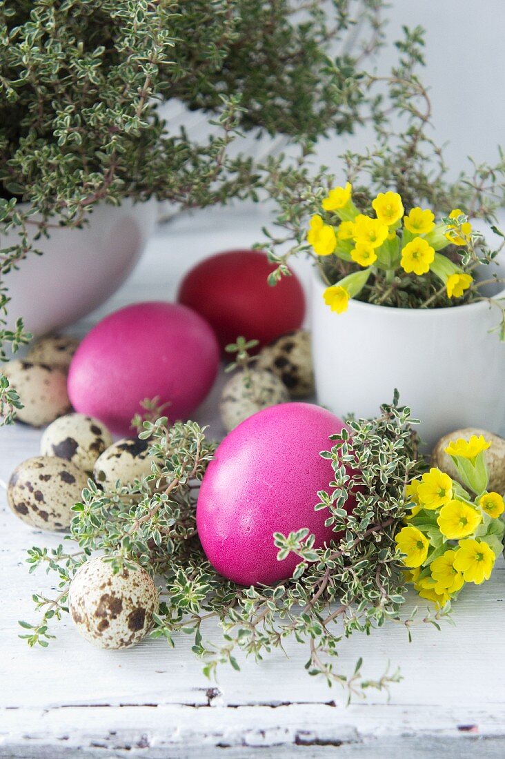 Easter decorations with coloured eggs, thyme, primroses and quails eggs