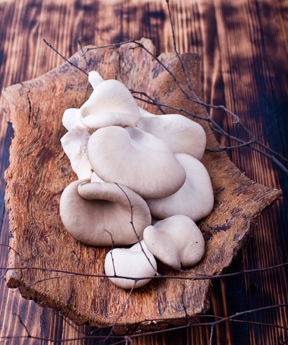 Oyster mushrooms on a piece of bark