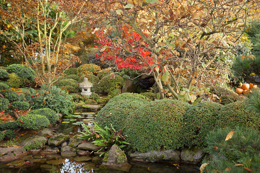 Oriental-style, autumnal garden