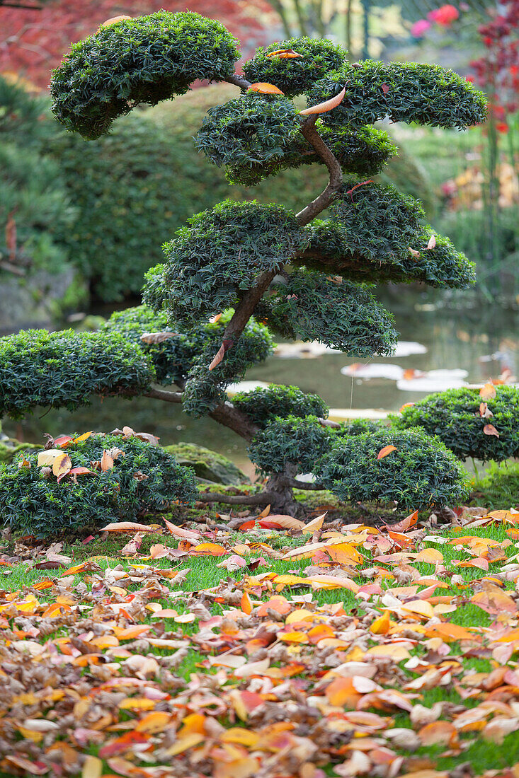 Oriental-style, autumnal garden