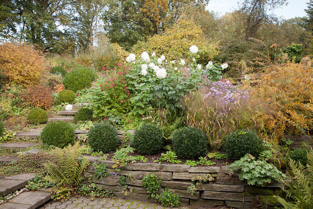 Box balls and drystone wall surrounding herbaceous border in autumnal garden