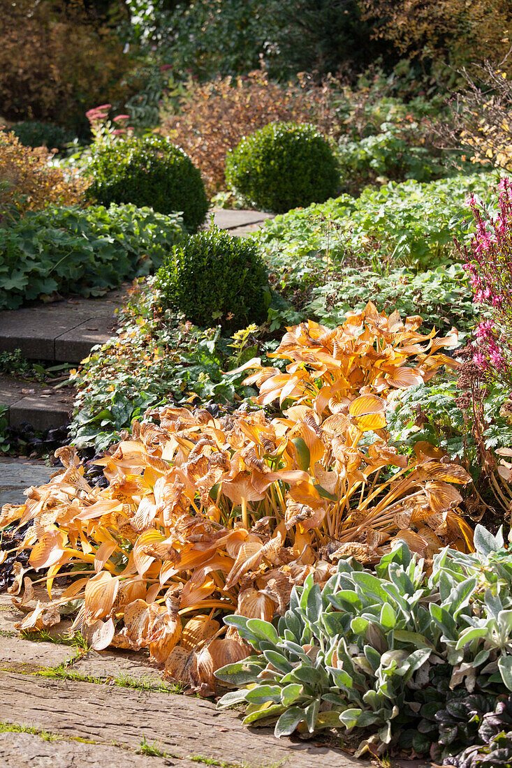 Path leading through herbaceous borders in autumnal garden