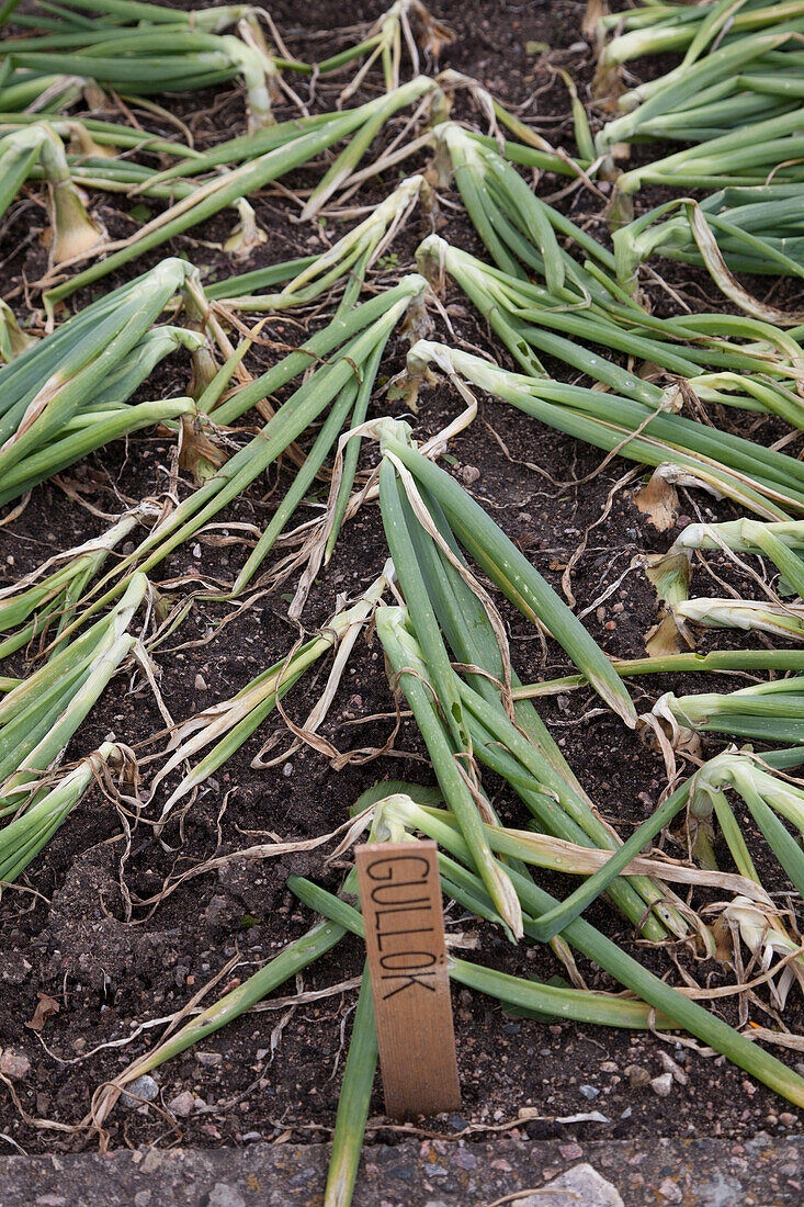 Onions and Swedish plant label in vegetable patch