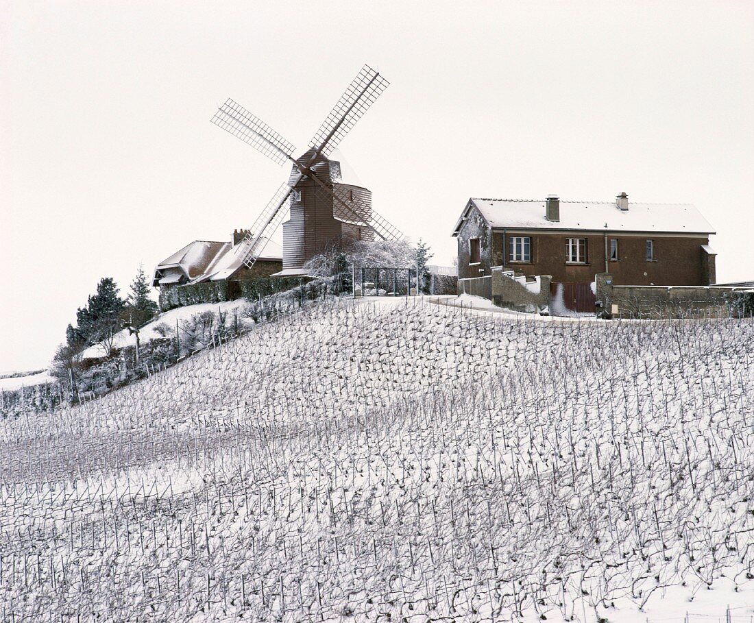 Schnee über dem Weinberg der Windmühle von Verzenay,Champagne