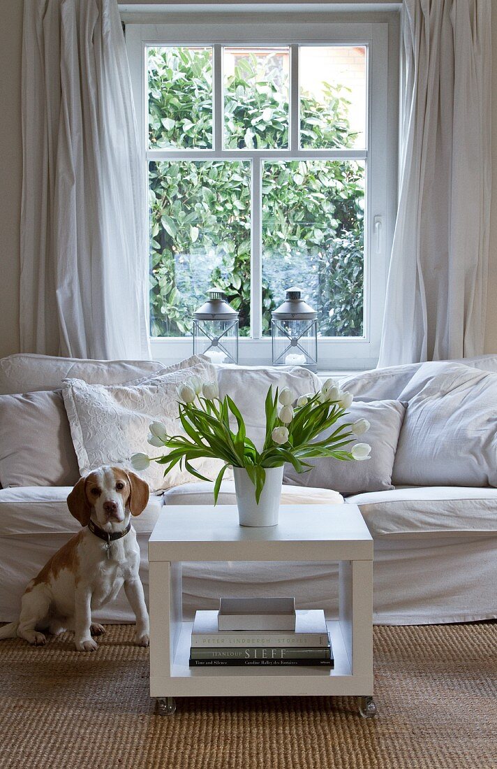 Neugieriger Hund vor weisser Couch, daneben ein quadratischer Couchtisch mit weißem Tulpenstrauss