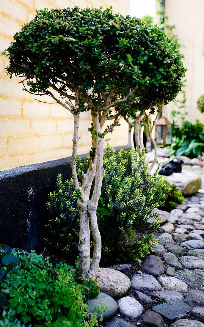 Box tree in cobbled courtyard