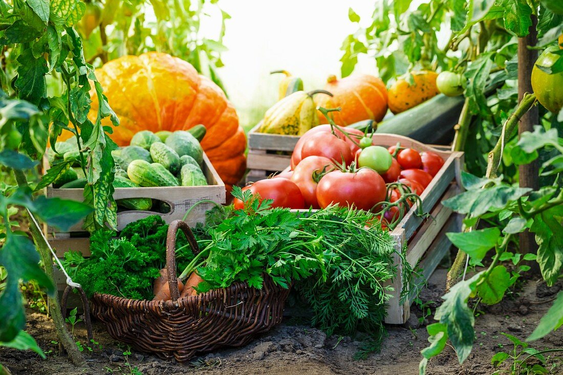 Various vegetables in crates and a basket in a greenhouse