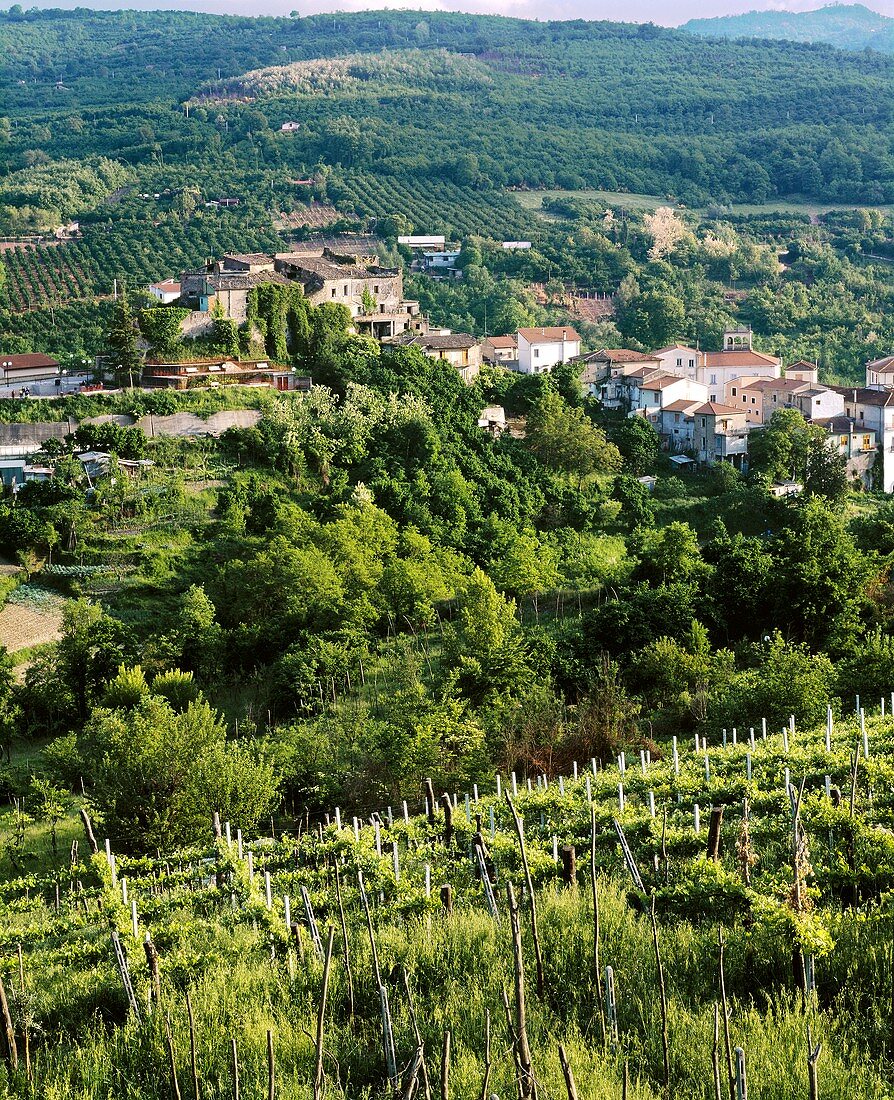 Weinberge oberhalb von Tufo in Kampanien, Süditalien