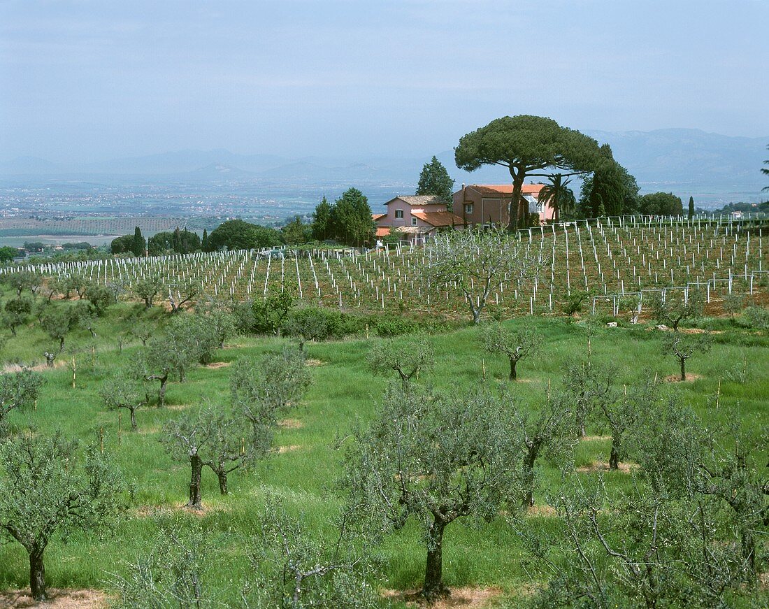 Olivenbäume vor Weinberg bei Frascati, Albaner Berge, Latium