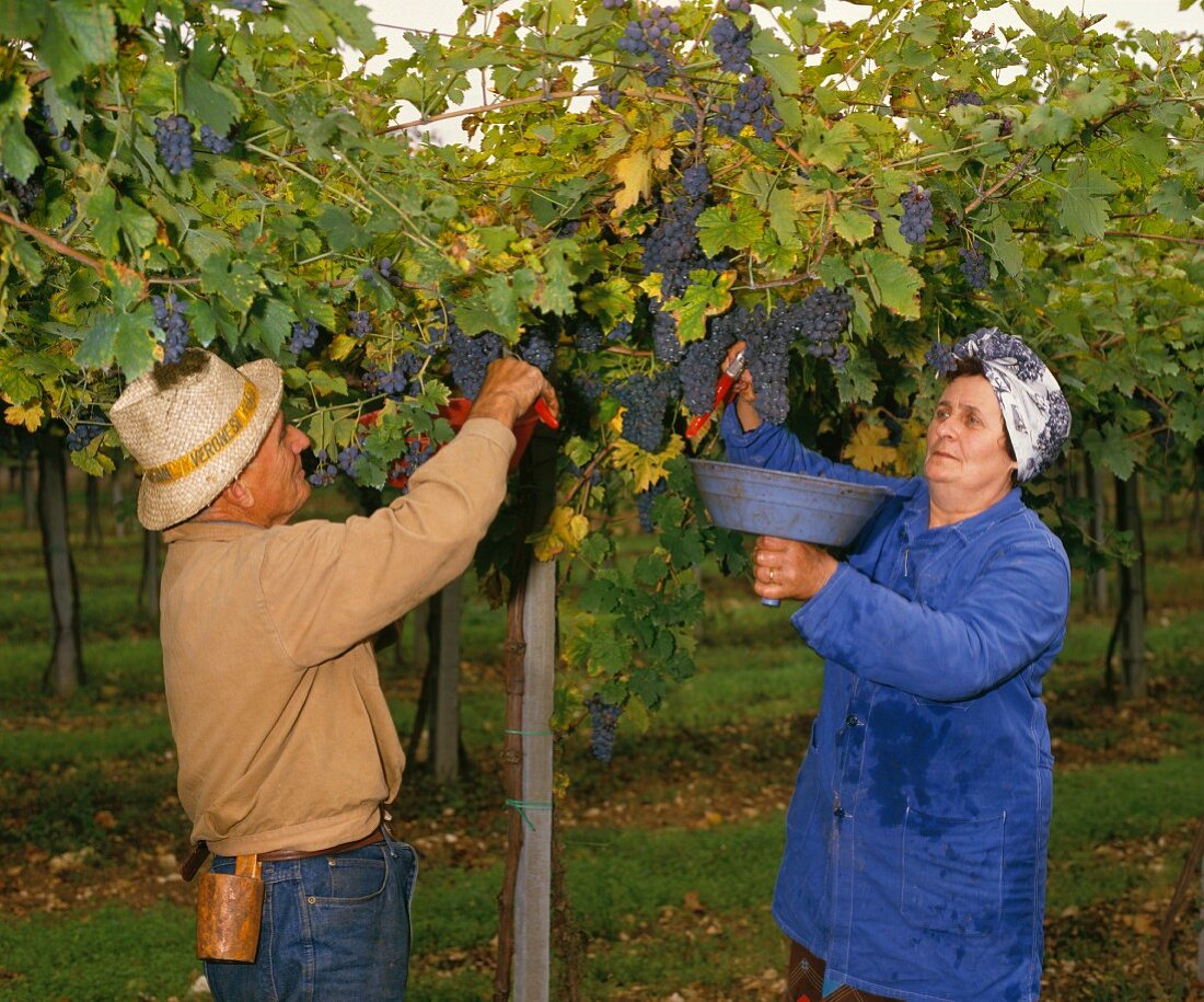 Lese von Corvina-Trauben für Gut Masi, Valpolicella, Italien