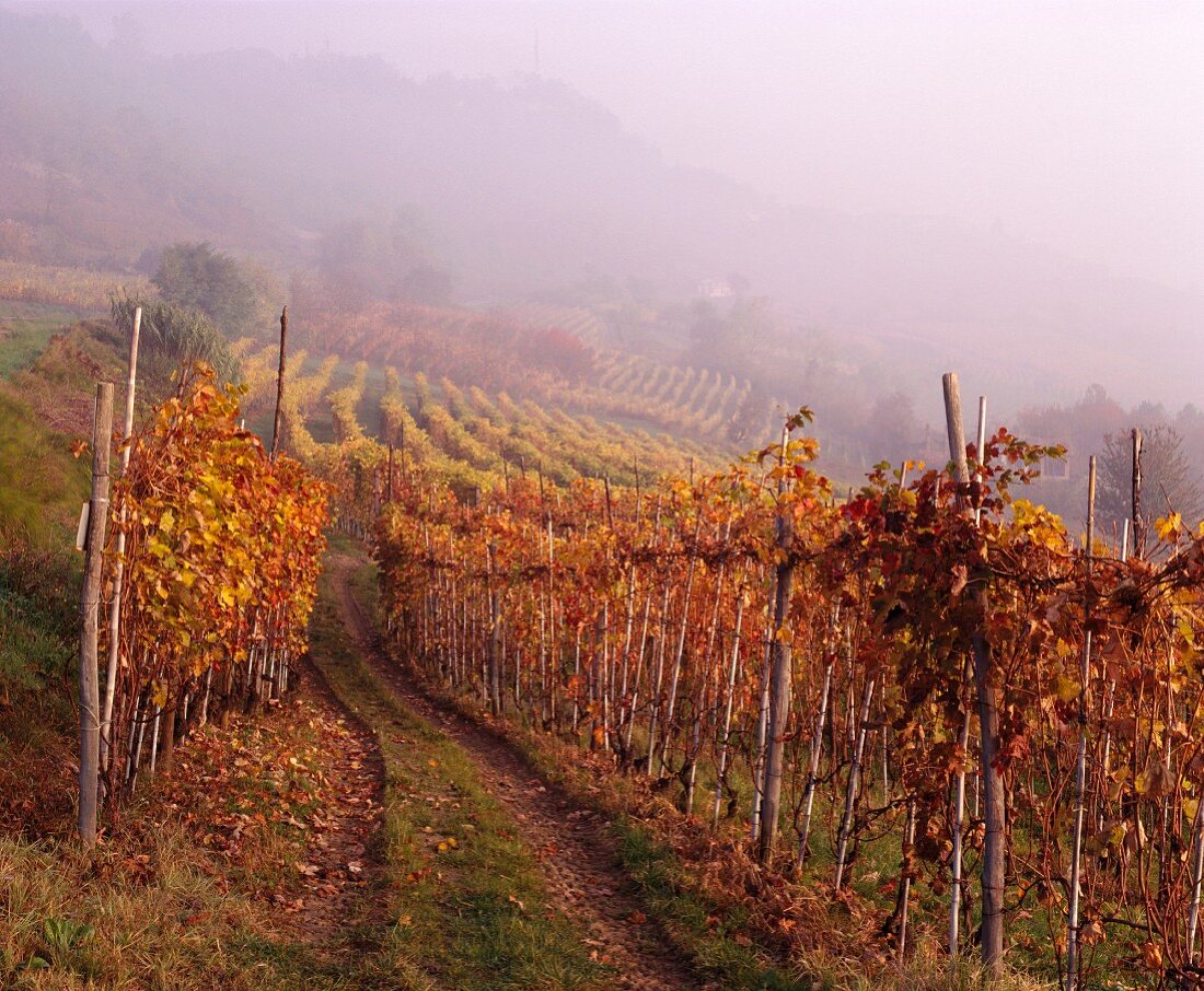 Weinberg im Herbstnebel bei La Morra, Barolo-Region, Piemont
