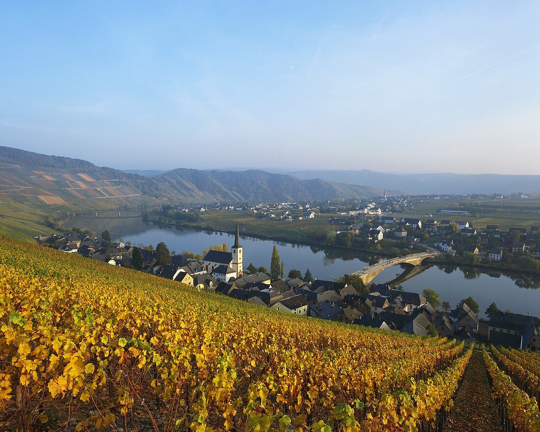 Herbst: Riesling-Reben im Goldtröpfchen über Piesport, Mosel