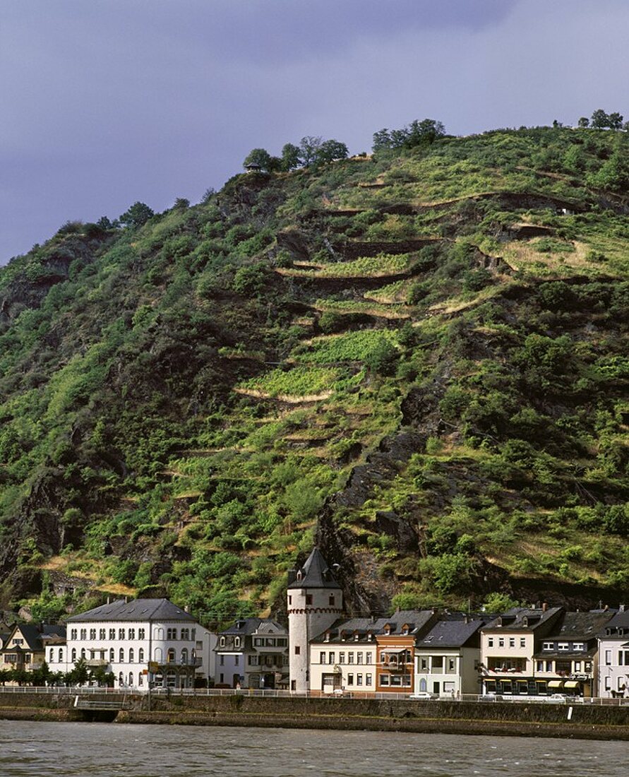 St. Goarshausen vor seinem steilen Weinberg am Mittelrhein