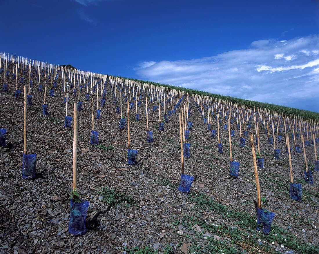 Neuer Weinberg auf Schieferboden des Schwarzhofbergs, Saar