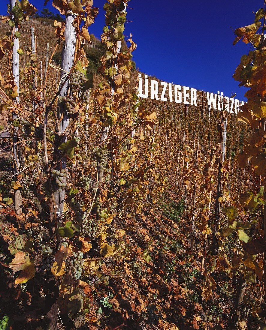 Nach erstem Frost: Riesling-Trauben im Würzgarten,Ürzig,Mosel